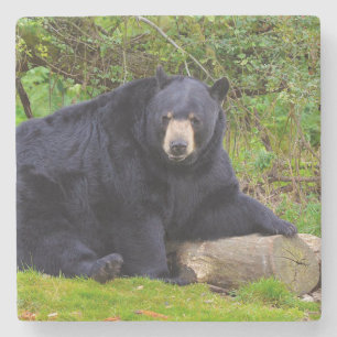 Black Bear Stone Coaster