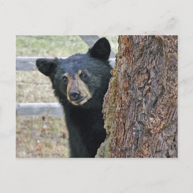 Black Bear Tree Photo Postcard (Front)