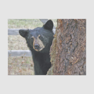 Black Bear Tree Photo Tissue Paper