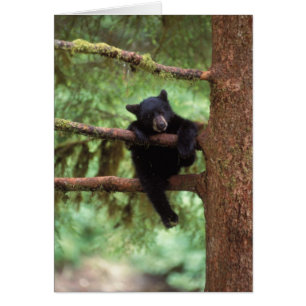 black bear, Ursus americanus, cub in a tree