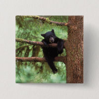 black bear, Ursus americanus, cub in a tree