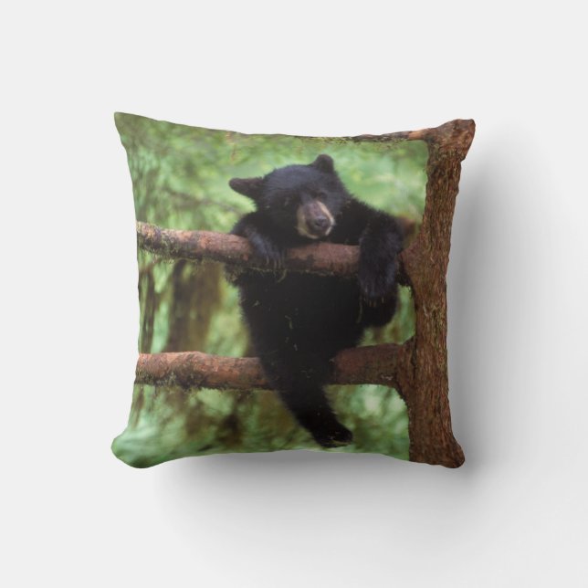 black bear, Ursus americanus, cub in a tree Cushion (Front)