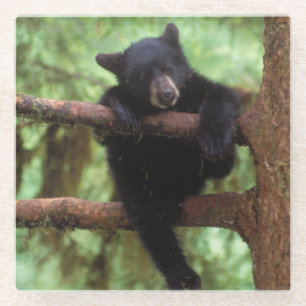 black bear, Ursus americanus, cub in a tree Glass Coaster
