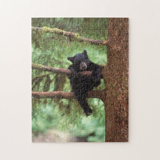 black bear, Ursus americanus, cub in a tree Jigsaw Puzzle (Vertical)