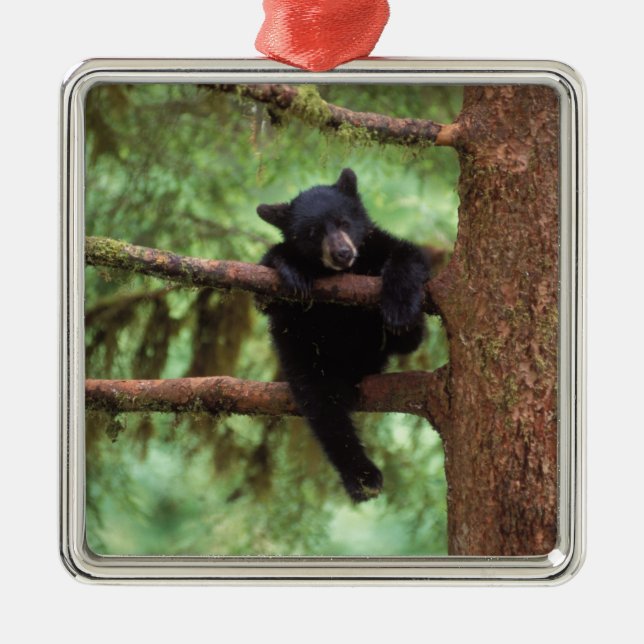 black bear, Ursus americanus, cub in a tree Metal Ornament (Front)