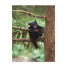black bear, Ursus americanus, cub in a tree