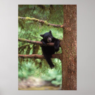 black bear, Ursus americanus, cub in a tree Poster