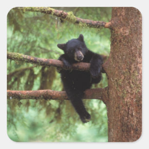 black bear, Ursus americanus, cub in a tree Square Sticker