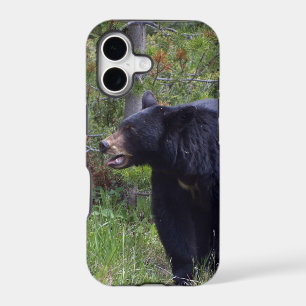 Black Bear Wild Animal Bear-lover