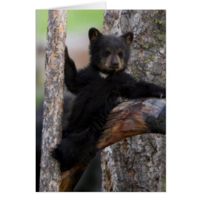 Black Bears Cub Lounging (Front)
