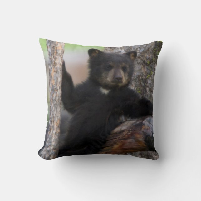 Black Bears Cub Lounging Cushion (Front)