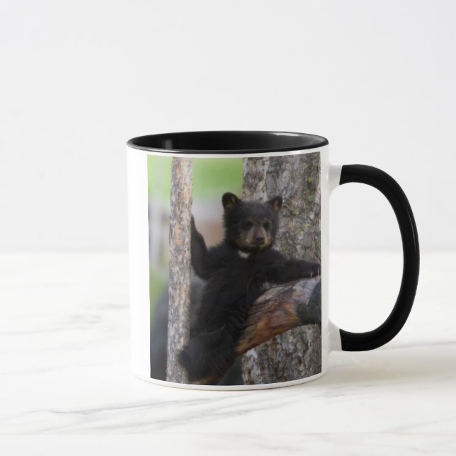 Black Bears Cub Lounging Mug (Right)