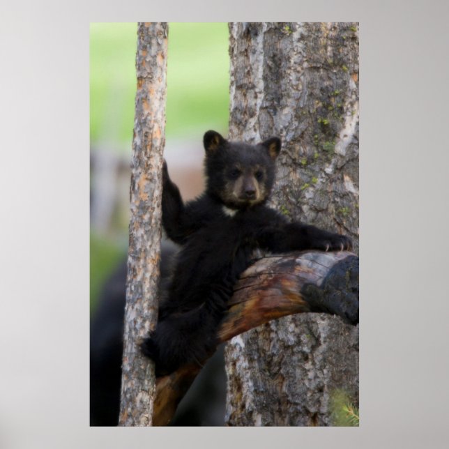 Black Bears Cub Lounging Poster (Front)