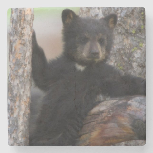 Black Bears Cub Lounging Stone Coaster (Front)