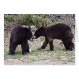 Black Bears Cubs
