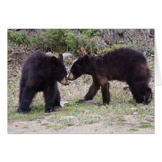 Black Bears Cubs Card
