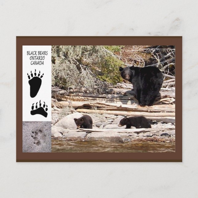 Black Bears, Gifts Postcard (Front)