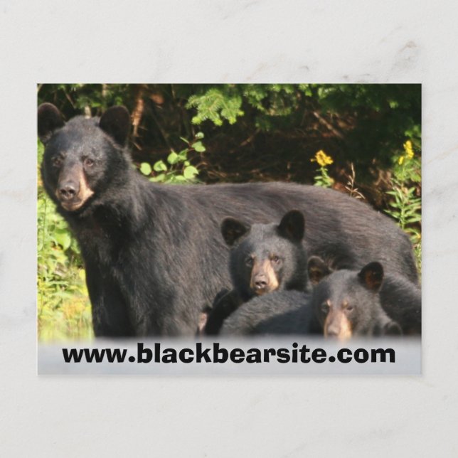 black bears postcard (Front)
