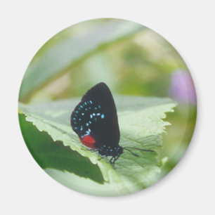 Black Beauty - Atala butterfly - magnet