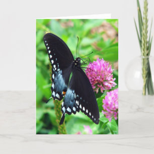 Black Beauty Butterfly Greeting Card