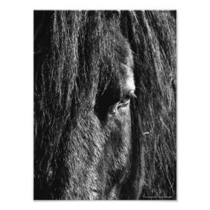 Black Beauty - Photo Enlargement Print