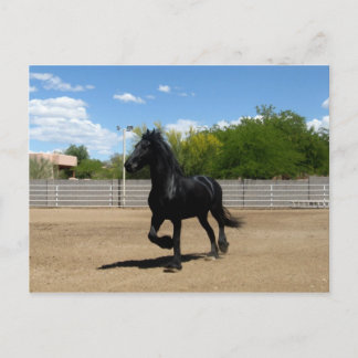 black beauty postcard