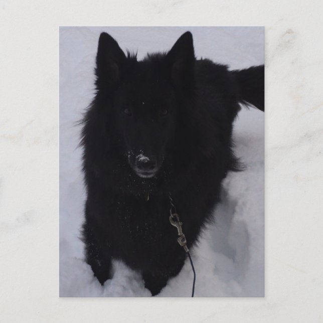Black Belgian Shepherd in the Snow Postcard (Front)
