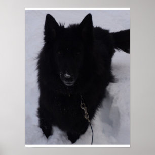 Black Belgian Shepherd in the Snow Poster