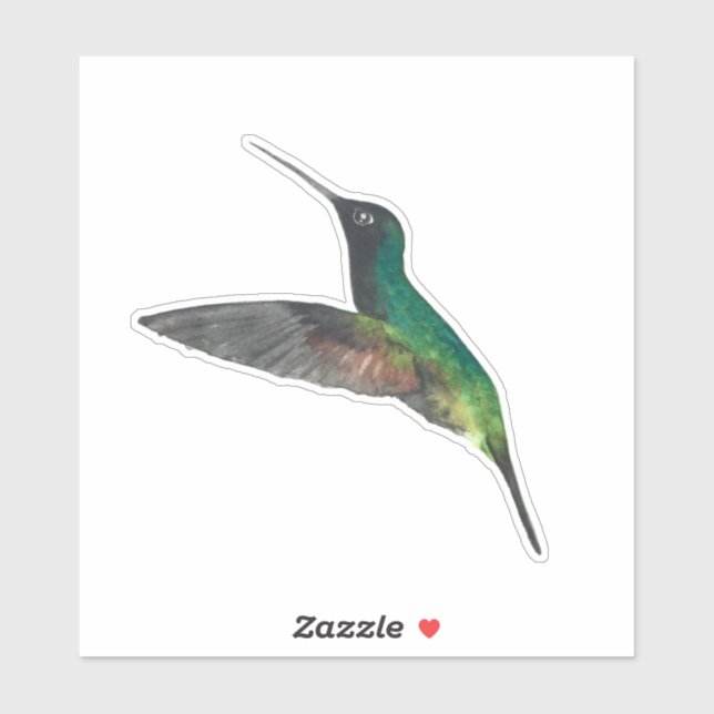 Black-bellied Hummingbird (Sheet)