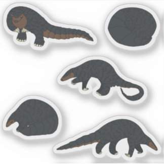 Black bellied Pangolins