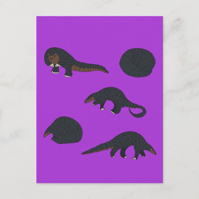 Black bellied  Pangolins Postcard (Front)