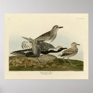 Black-bellied Plover - Audubon's Birds of America Poster
