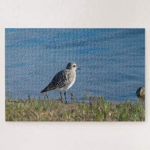 Black Bellied Plover Jigsaw Puzzle