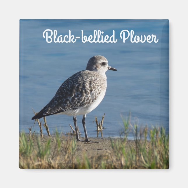 Black-bellied Plover Magnet (Front)