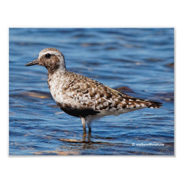 Black-Bellied Plover on the Shore Photo Print (Front)