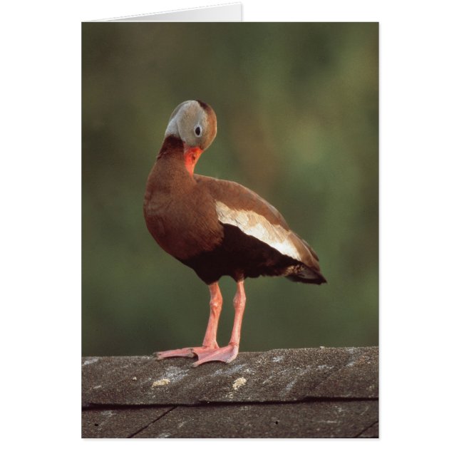 Black-bellied Whistling Duck (Front)