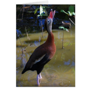 Black-bellied Whistling Duck Card