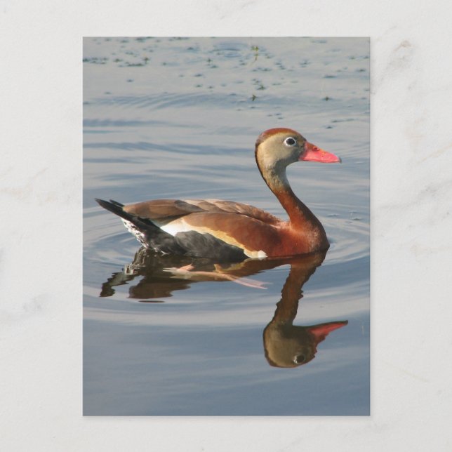 Black-bellied Whistling Duck Postcard (Front)