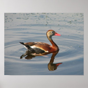 Black-bellied Whistling-Duck Poster