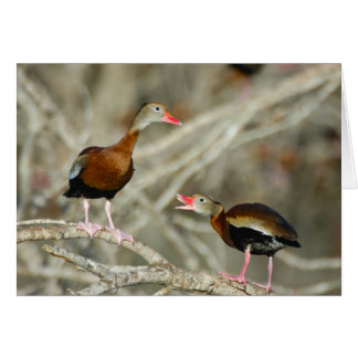 Black-bellied Whistling-Ducks