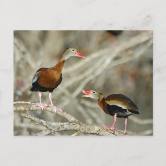Black-bellied Whistling-Ducks Postcard