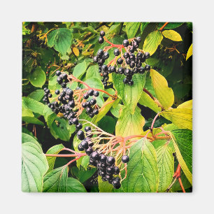 Black berries magnet