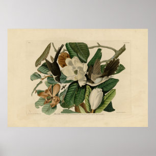 Black-billed Cuckoo - Audubon's Birds of America Poster