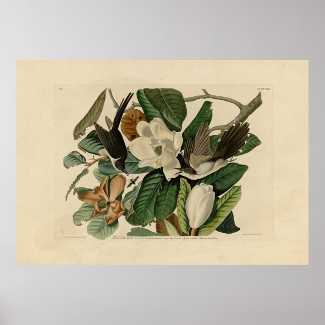 Black-billed Cuckoo - Audubon's Birds of America Poster (Front)