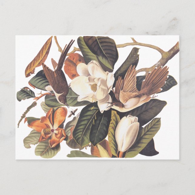 Black Billed Cuckoo Bird Postcard (Front)
