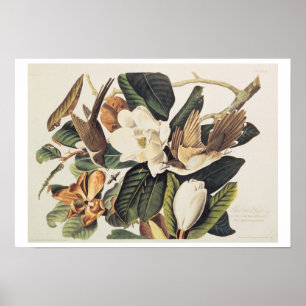 Black-billed Cuckoo on Magnolia Grandiflora, 1828, Poster