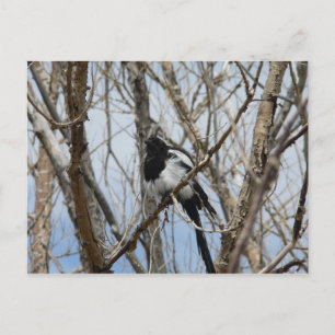 Black-billed Magpie, Colorado Postcard