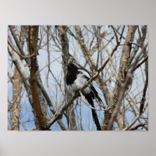 Black-billed Magpie, Colorado Poster