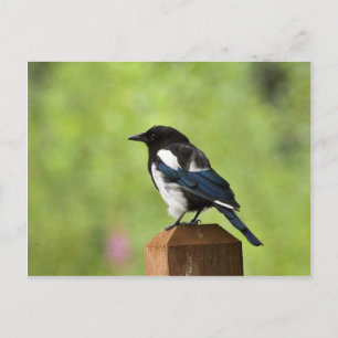 Black-billed magpie postcard