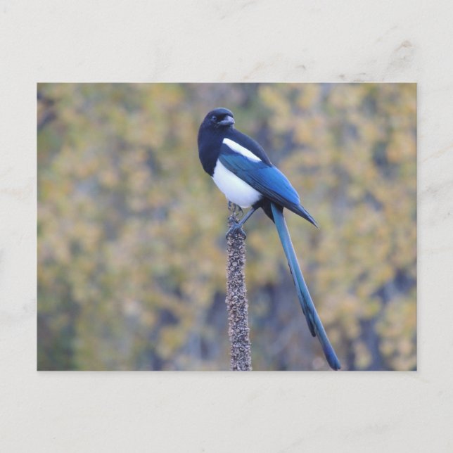 Black Billed Magpie Postcard (Front)